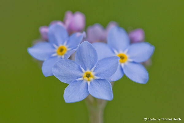 Forget-me-nots blossom