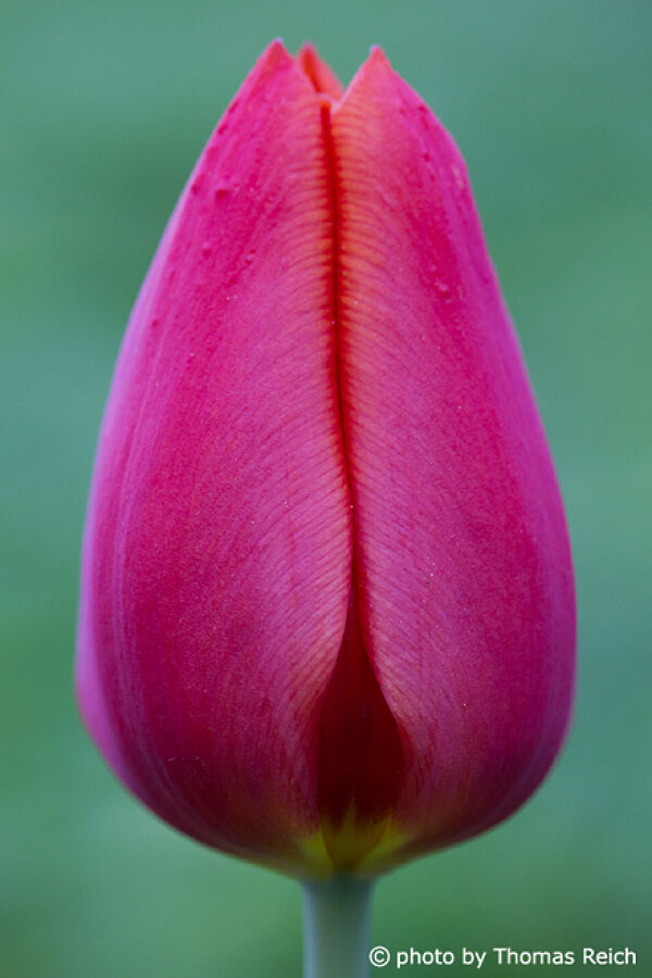 Tulip flower blooming