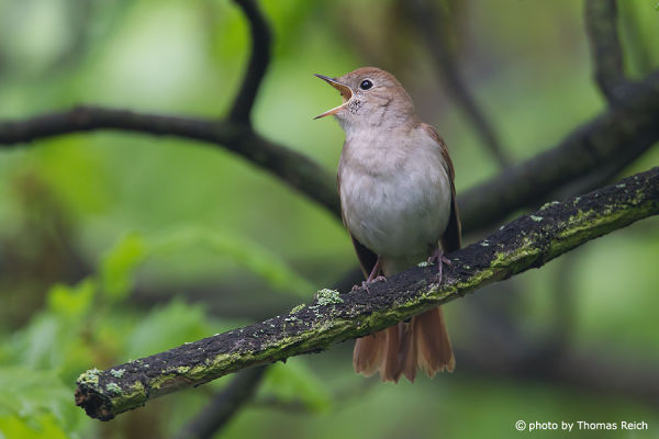 Nightingale bird song