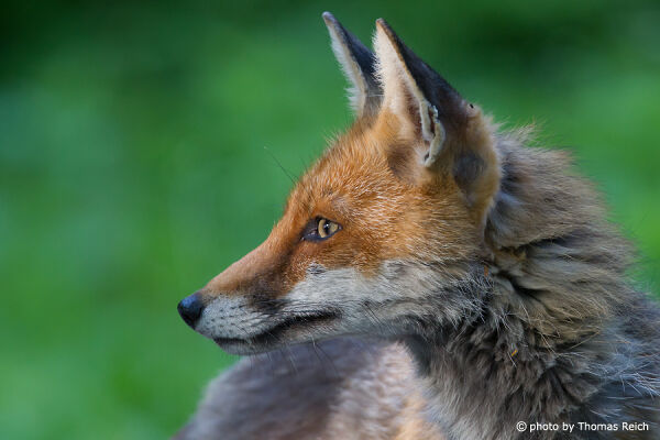 Red Fox side view