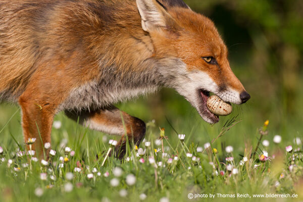 Red Fox with egg in mouth