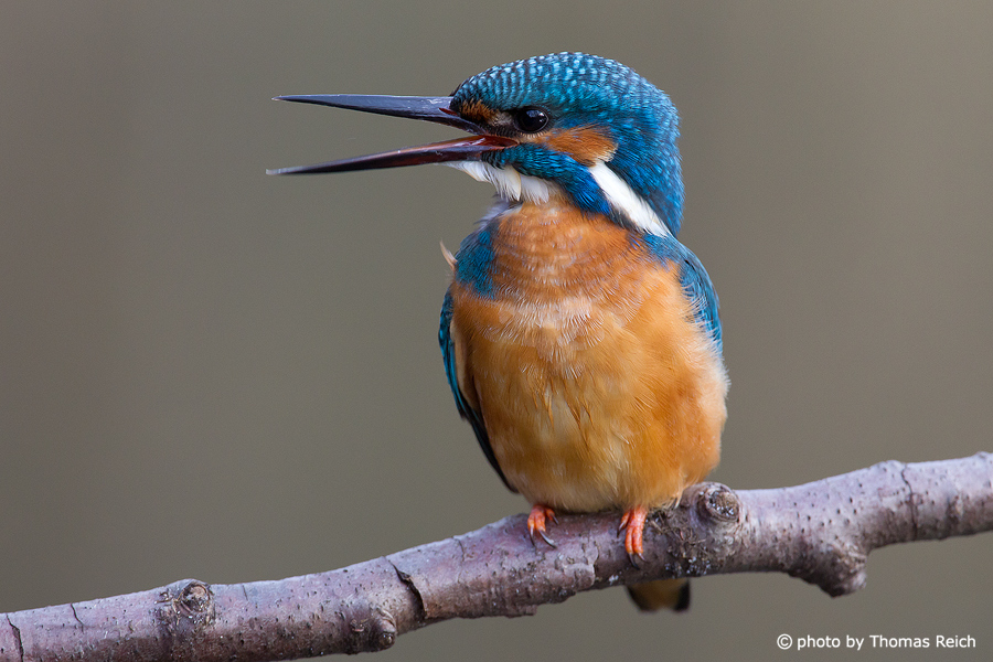 Common Kingfisher calling