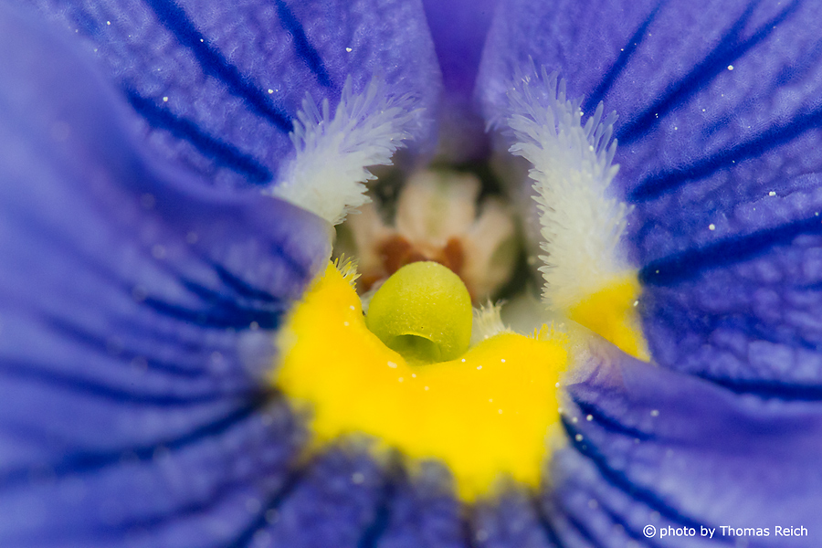 Blüte Garten-Stiefmütterchen, Viola wittrockiana