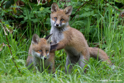 Playing young Red Foxes