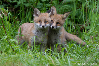 Sweet young Red Foxes in summer