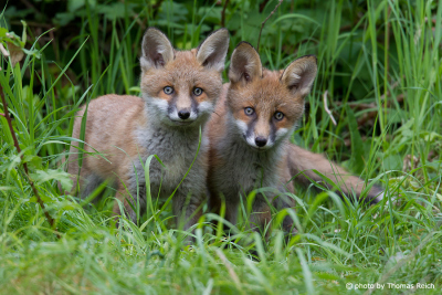 Red Fox puppies