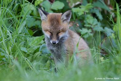 Red Fox images