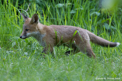Junger Fuchs am Wiesenrand