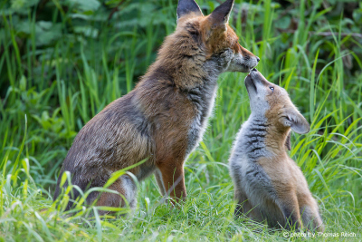 Red Fox familiy