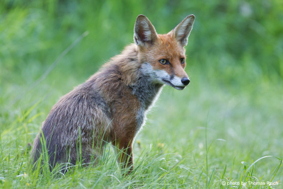 Adult Red Fox