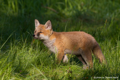 Red Fox junior on meadow
