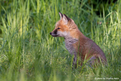 Red fox kit images