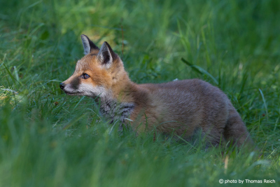 Young curious red fox