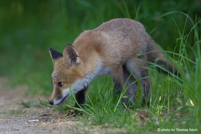 Red Fox sniffs