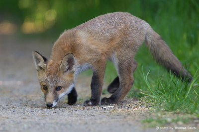 Young Fox picks up the scent