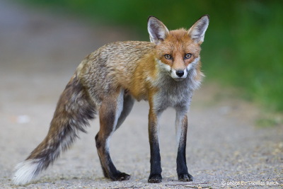 Red Fox on a walking path
