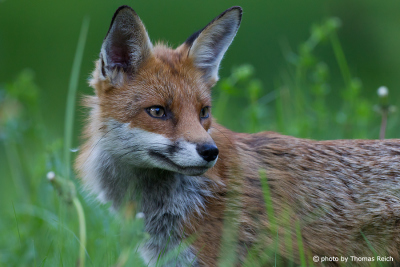 Red Fox ears