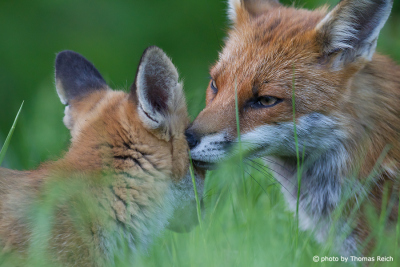 Red Fox mom and cub