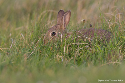 European Rabbit hiding in the grass