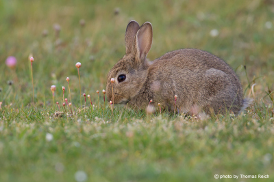European Rabbit foraging