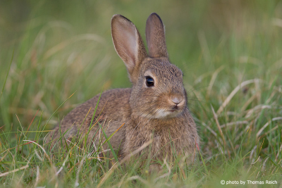 European Rabbit sits in the grass