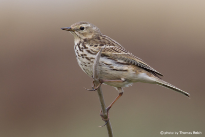 Meadow Pipit diet