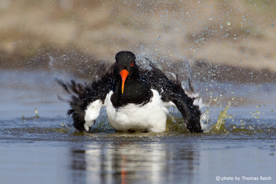 Eurasian Oystercatcher cleaning plumage in the ocean