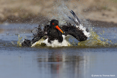 Eurasian Oystercatcher cleaning feathers in water