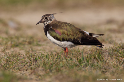 Northern Lapwing call