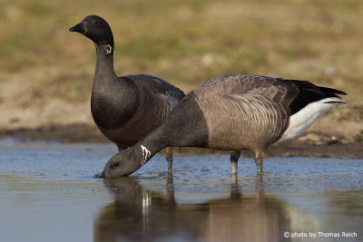Brent Geese North Frisian Islands