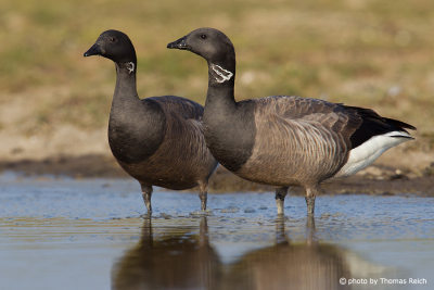 Appearance Brent Goose