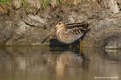 Common Snipe in camouflage plumage
