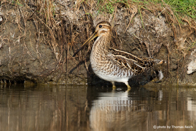 Camouflage of Common Snipe