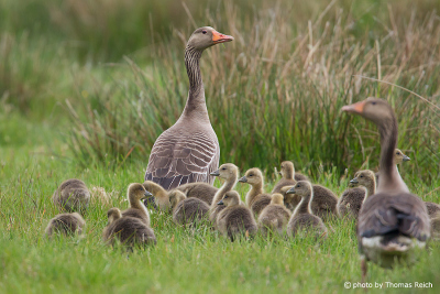 Greylag Geese walking with juveniles