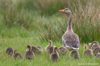 Greylag Goose family walking