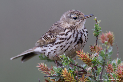 Meadow Pipit after flight