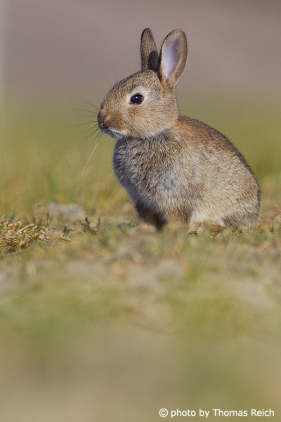 Juvenile European Rabbit