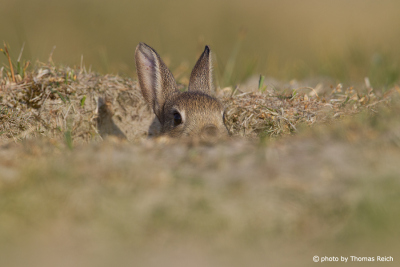 European Rabbit at burrow