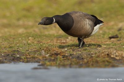 Brent Goose call