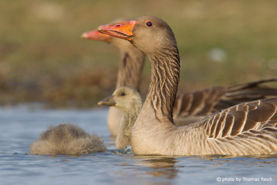 Greylag Goose rearing