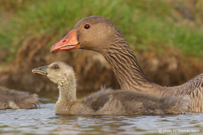 Greylag Goose mother with chick