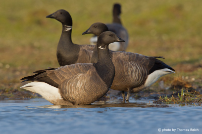 Brent Geese at the North Sea, Germany