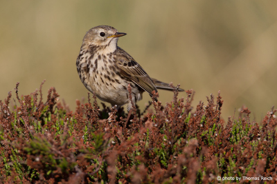 Meadow Pipit voice