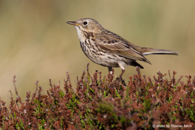 Meadow Pipit call