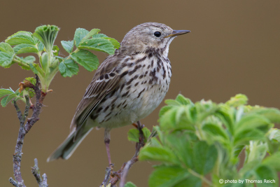 Meadow Pipit appearance
