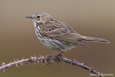 Meadow Pipit plumage