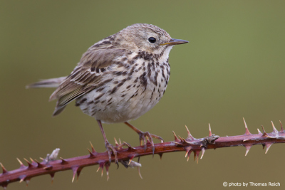 Meadow Pipit bird sitting on thorn branch