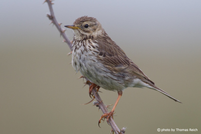 Meadow Pipit feathers
