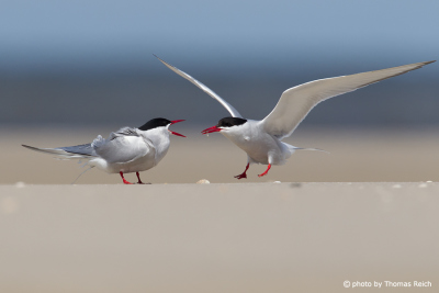 Arctic Tern courtship ritual