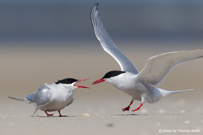 Arctic Tern male hands over gift to female